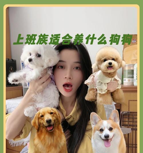 适合上班族养的狗狗大揭秘（解决上班族难题，选择适合工作人士养的六种狗狗）