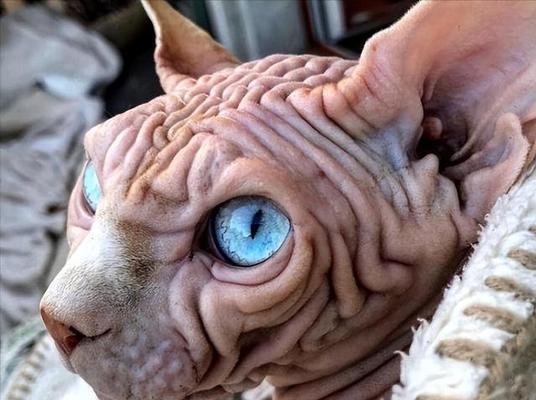 加拿大无毛猫的外貌让人害怕吗？（探究加拿大无毛猫外貌引发的恐惧感受）