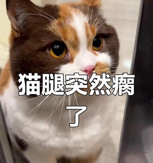 猫腿瘸了多久能恢复？（揭秘猫腿瘸的康复时间及注意事项。）