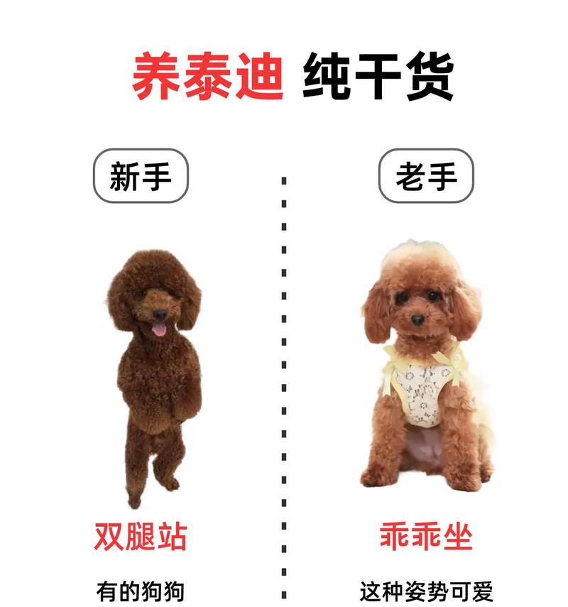 泰迪犬胎毛护理指南（合理护理是关键，泰迪犬胎毛适时剪除）