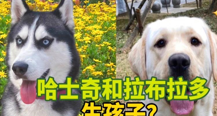 哈士奇出生多久出去？（揭秘哈士奇的成长时间及外出时间规划）