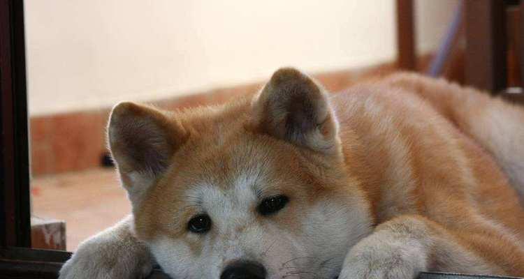 秋田犬的购买价格及其背后的原因（了解秋田犬的市场价值和购买成本）