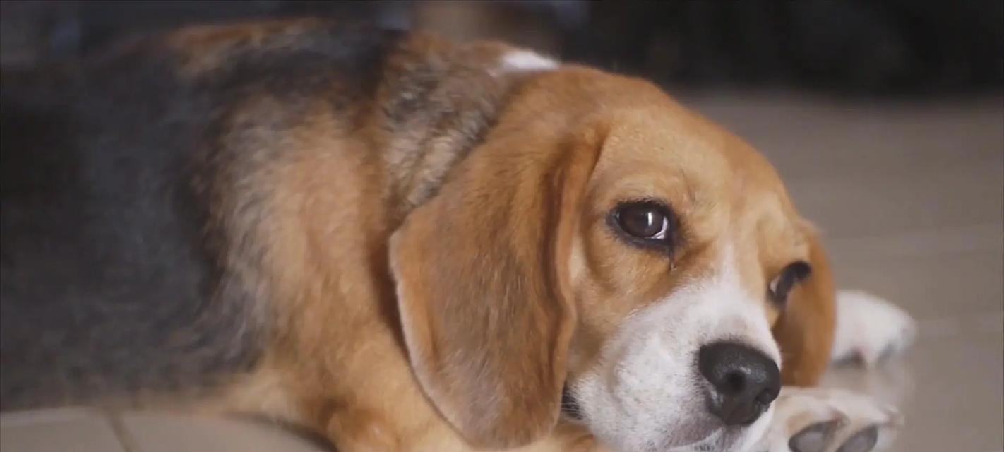 探索世界上最受欢迎的猎兔犬品种（了解猎兔犬品种的特点、历史和用途）