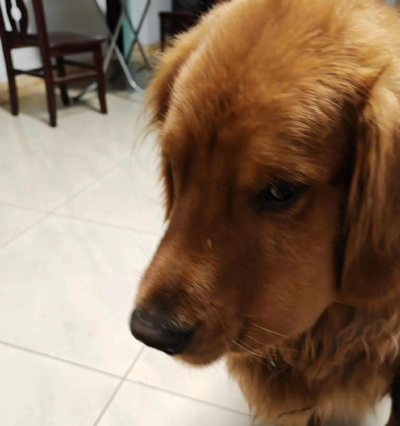 狗狗乱吃东西的后果有多严重？（探究狗狗乱吃东西的危害及预防措施）