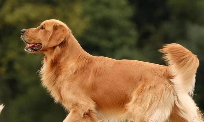 金毛犬的丰富毛色（探索金毛犬毛色的多样性及人们的喜好）