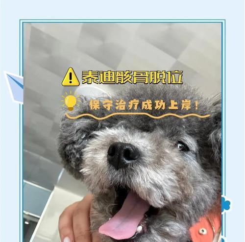 解决泰迪狗狗嘴臭的方法（养成好习惯，让泰迪狗狗口气清新如新）