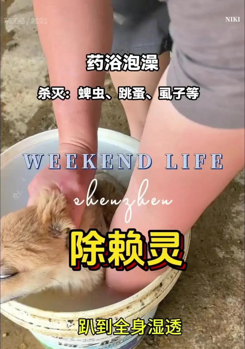 宠物狗狗的体外驱虫时间表（狗狗健康的关键——定期体外驱虫）