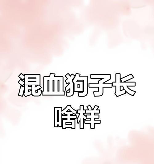 金毛犬和拉布拉多（了解金毛犬和拉布拉多，让您的选择更明智）