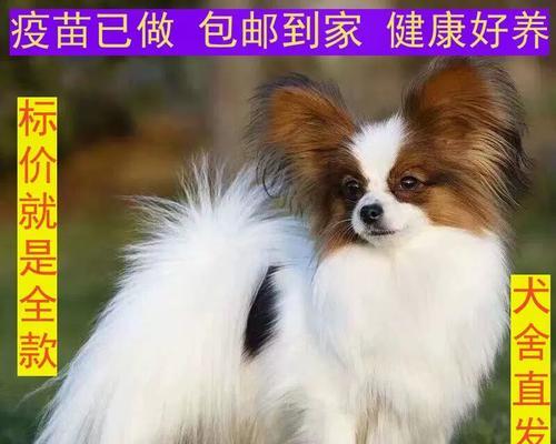 蝴蝶犬的饲养要点（小巧可爱的蝴蝶犬，你准备好了吗？）