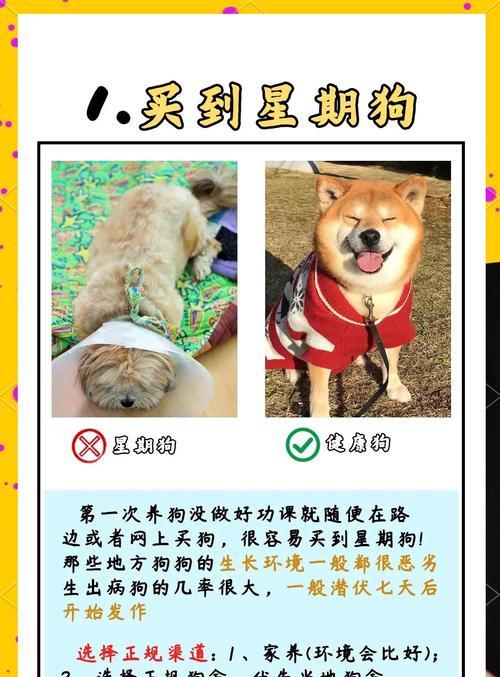 养吉娃娃需慎重考虑，以免踩坑（了解吉娃娃的缺点是养狗的关键）