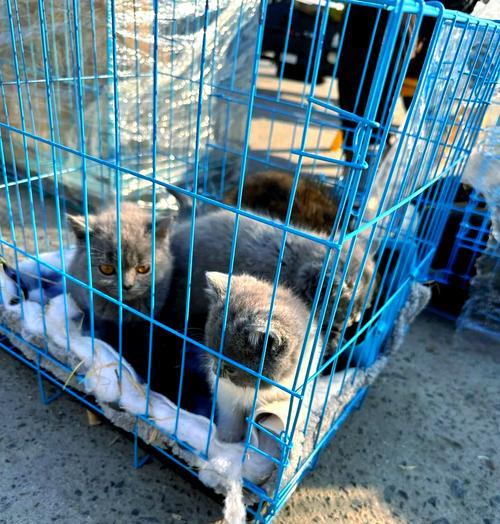 无锡的犬舍景点（探索无锡市内最受欢迎的犬舍，领略犬舍文化）