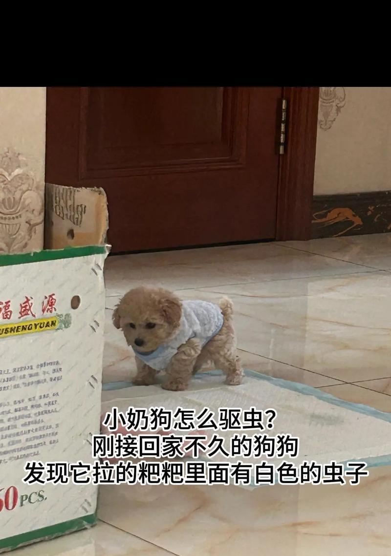 小奶狗吃了打虫药多久能排干净？（打虫药、排虫时间、小狗健康）