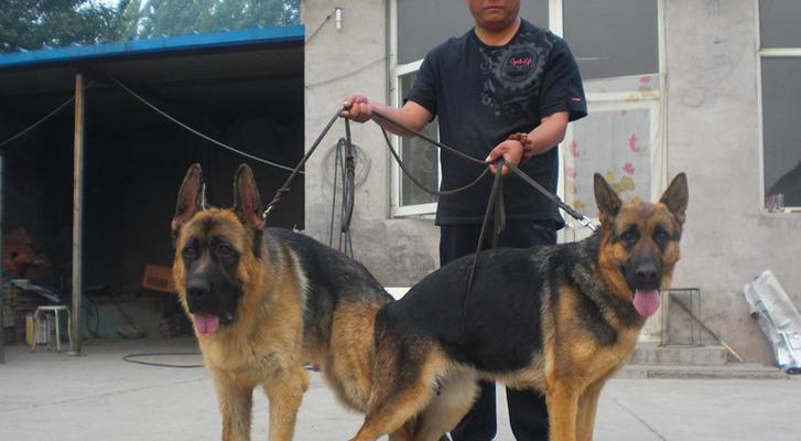 以德牧配种多久肚子最大（揭秘德国牧羊犬的育种时间和体型变化）