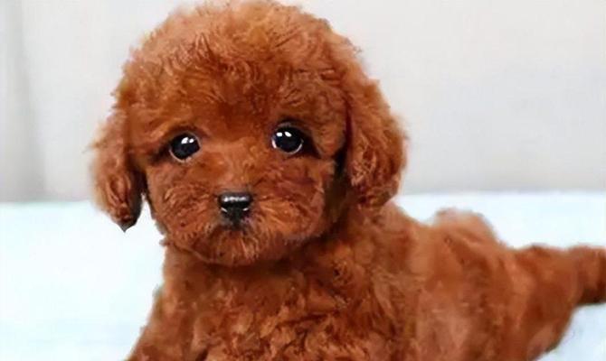 如何判断泰迪犬的纯种性？（选择纯种泰迪的关键要素及方法）