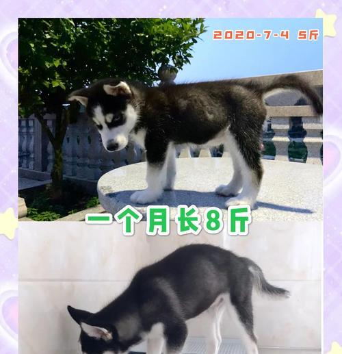 哈士奇的水源需求与健康（揭秘哈士奇不喝水长时间生存的秘密）