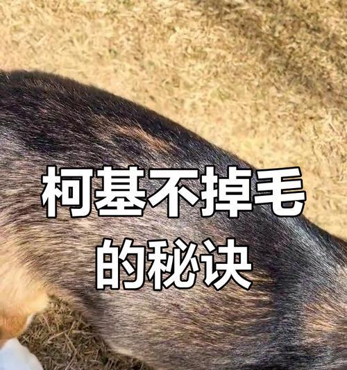 柯基脱毛周期（了解柯基脱毛周期，让你的狗狗拥有健康的毛发）