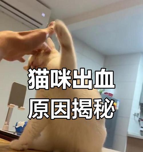 猫出血后多久能生——了解猫咪产后恢复时间的关键（了解猫咪出血后的康复过程，为宠物提供适当的护理）