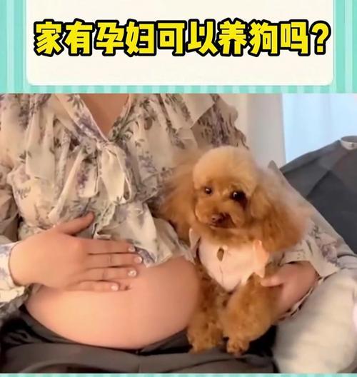 狗狗怀孕周期解析（了解狗狗怀孕多久有肚子的过程及注意事项）