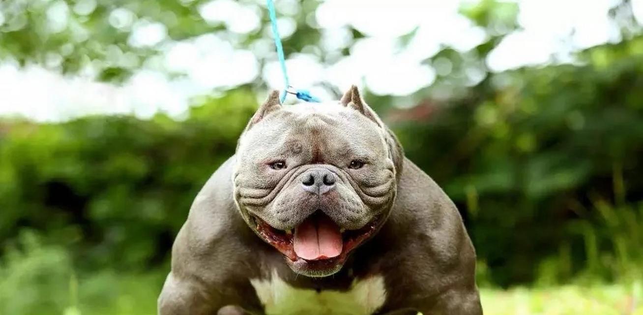 比特犬的性格与训练特点（了解比特犬的性格特征和训练难易程度）