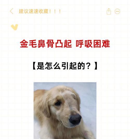 如何判断金毛是否在流鼻涕，不要错过治疗（养出健康金毛，掌握判断流鼻涕的关键）