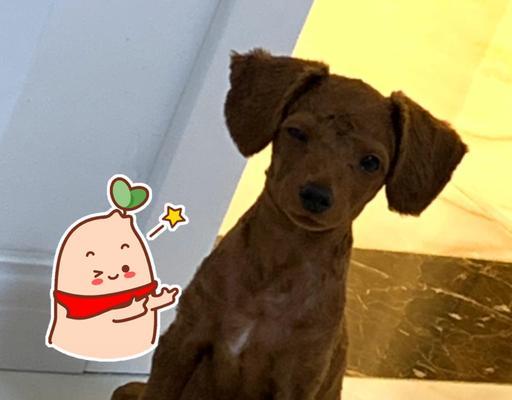 狗剃毛（狗剃毛后毛发的生长周期及护理技巧解析）