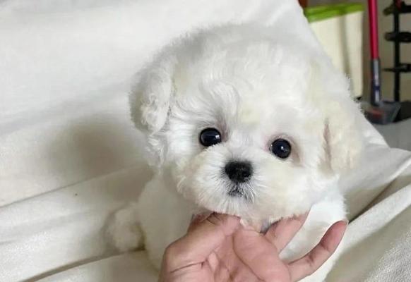 选择适合家庭的不易掉毛宠物狗（为你介绍适合家庭的不易掉毛宠物狗品种及养护技巧）