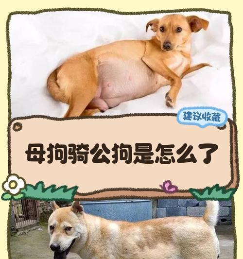 母狗生小狗的间隔时间（了解母狗生小狗的间隔时间有助于繁殖管理）