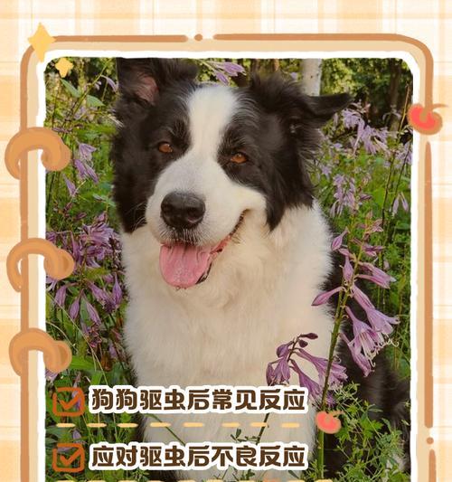 狗狗吃驱虫药多久可以吃饭？（驱虫药对狗狗的影响及如何正确喂养）