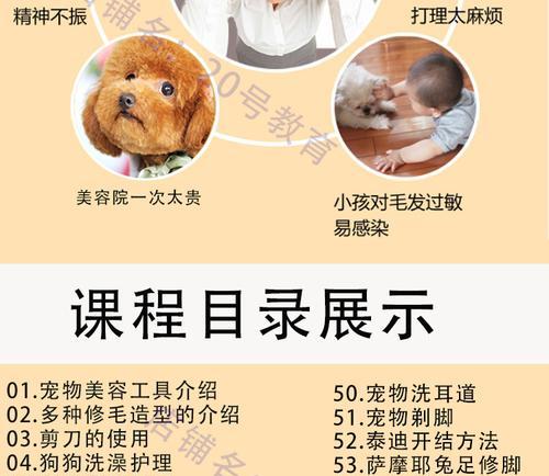 从零开始学习如何给泰迪修剪美容剪毛（轻松掌握泰迪剪毛技巧，让你的宠物变得更美丽可爱）