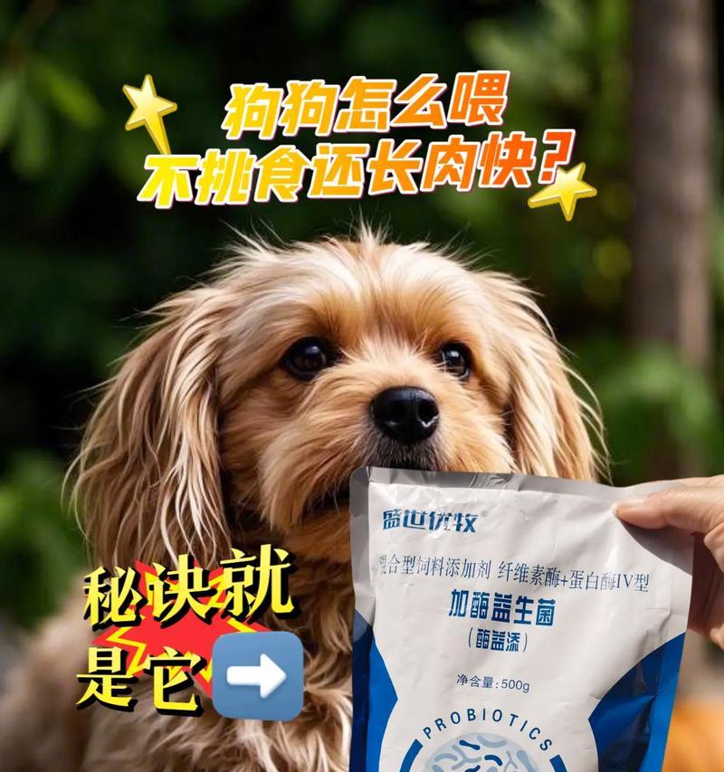 狗狗益生菌的合理喂养时间与频率（为宠物狗提供最佳的益生菌摄入量）