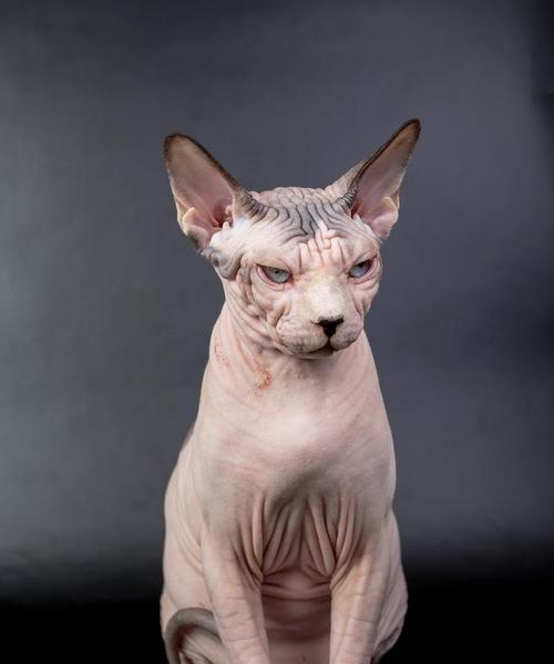猫的繁殖能力及最多生育次数研究（探究猫科动物的生育特性与繁殖能力，从而了解最适合繁殖的猫种）