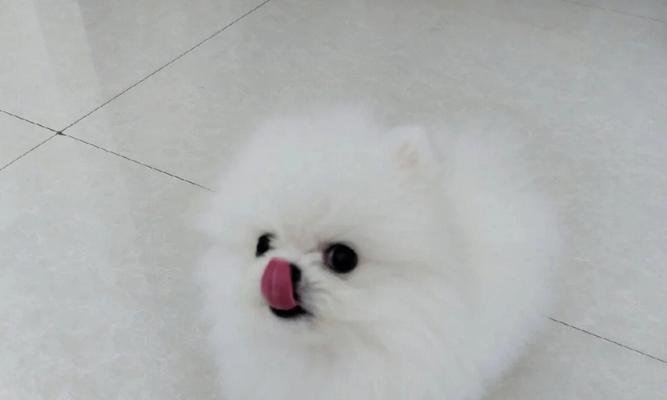 博美犬价格与养护指南（了解博美犬价格及带回家后的养护要点）