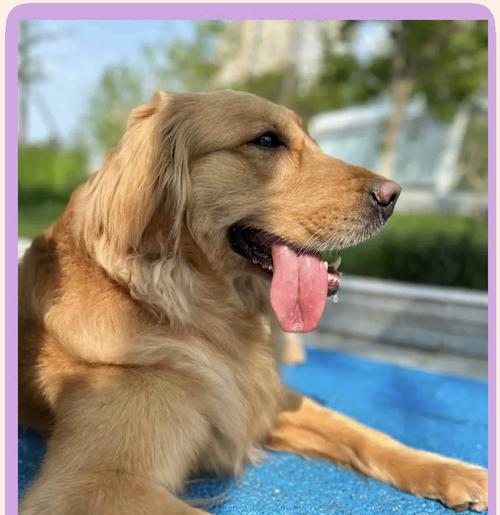 金毛犬的合理喂养方法（适度添加5种辅食，提升金毛犬的身体健康）