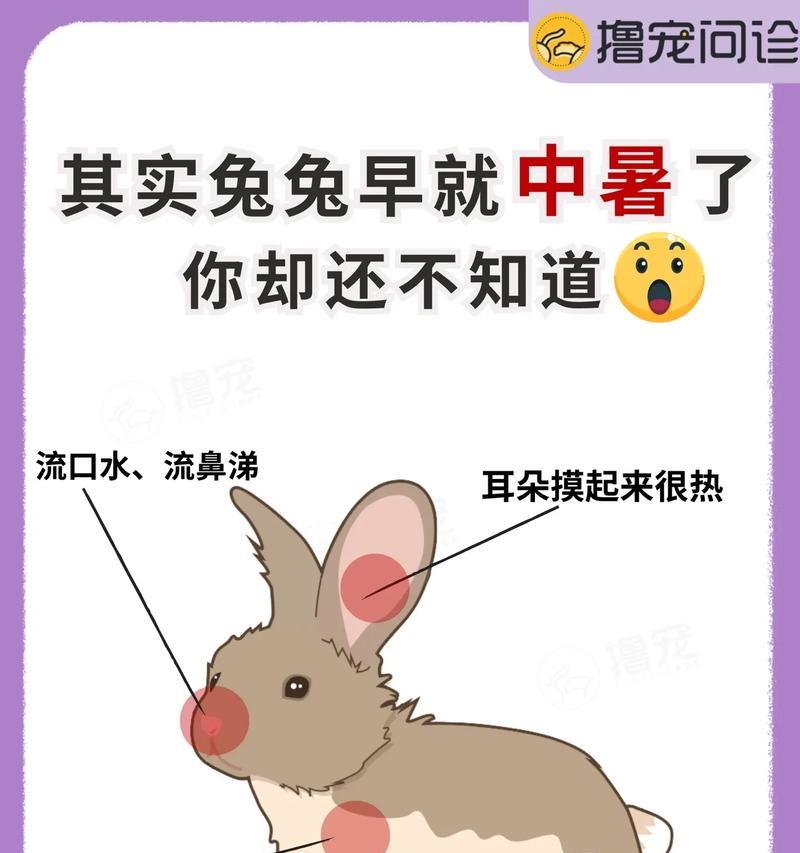 救助刚出生的小兔子（如何抢救因母兔不会喂奶而濒临冻死的小兔子）