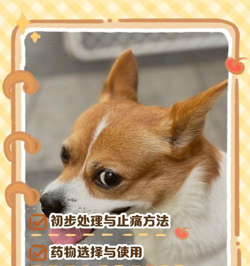 狗乱吃东西后禁食多久最合适？（探讨禁食时间对狗健康的影响）