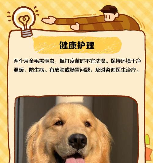 金毛狗宝宝的洗澡时间是什么时候？（让你了解宝宝金毛狗的洗澡时间和注意事项）