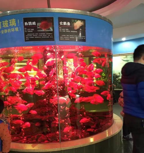 火鹤鱼的养殖技巧与水温要求（了解适宜水温，打造健康成长的火鹤鱼饲养环境）
