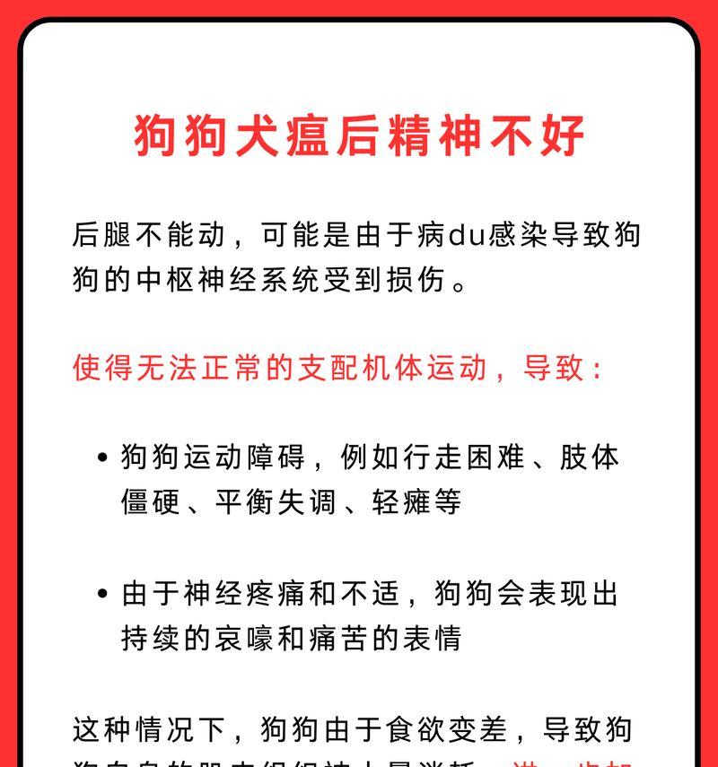 博美犬瘟的康复时间和方法（详解博美犬瘟的治疗周期及关键措施）