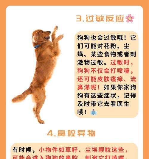 狗狗狂犬病（了解狗狗狂犬病的症状，保护我们的宠物和自己）