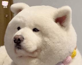 从萨摩到小白熊（萨摩的成长故事及其与其他动物的不同）
