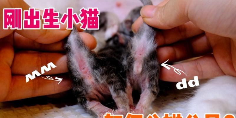以猫生小猫所需时间的探究（了解猫咪的繁殖周期和产仔过程，从小时到几周）