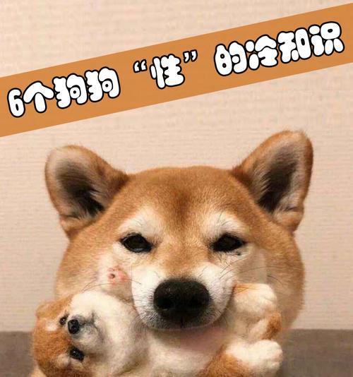 小狗叛逆期的持续时间及管理方法（探究小狗叛逆期的时长和有效管理方式）