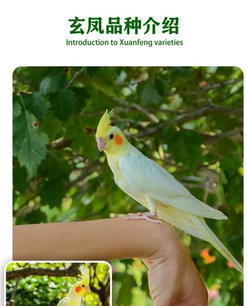 玄风鹦鹉的繁衍周期（探索玄风鹦鹉的繁殖生态及关键因素）