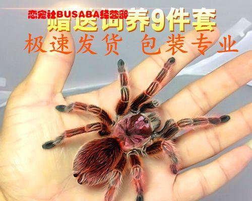 红玫瑰蜘蛛的成长周期及特点研究（红玫瑰蜘蛛生长速度、环境要求与毛发变化探究）