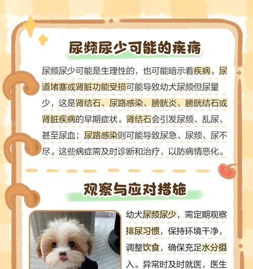 金毛狗狗一天尿6次的问题分析（探究可能的原因与解决方法）