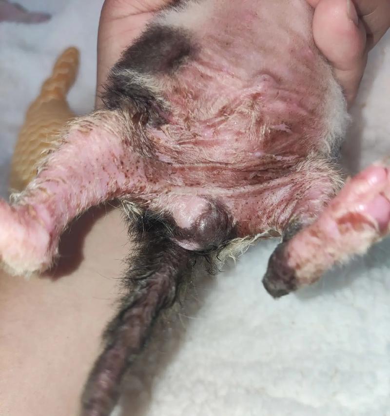 揭秘与猫相关的常见皮肤病（猫友必看！了解你与猫咪相处中的皮肤问题）