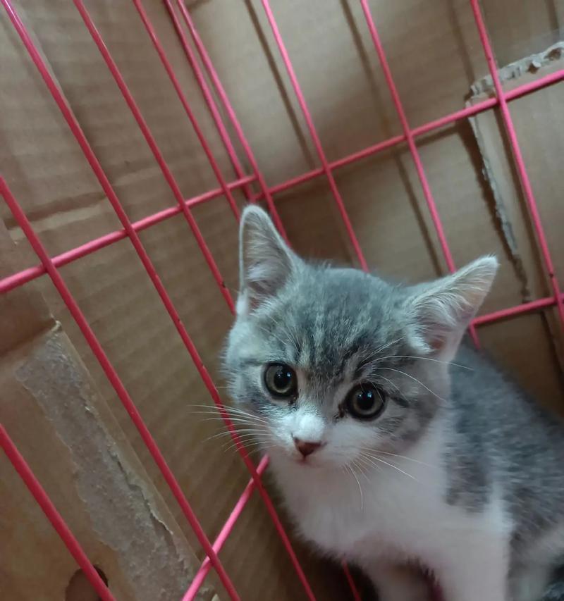 小奶猫鼻塞怎么办？（两种导致猫鼻塞的原因及应对方法）