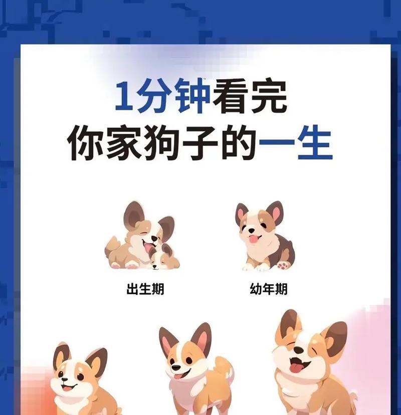 狗狗的叛逆期（了解你的狗狗的叛逆期，并帮助他度过这个阶段）