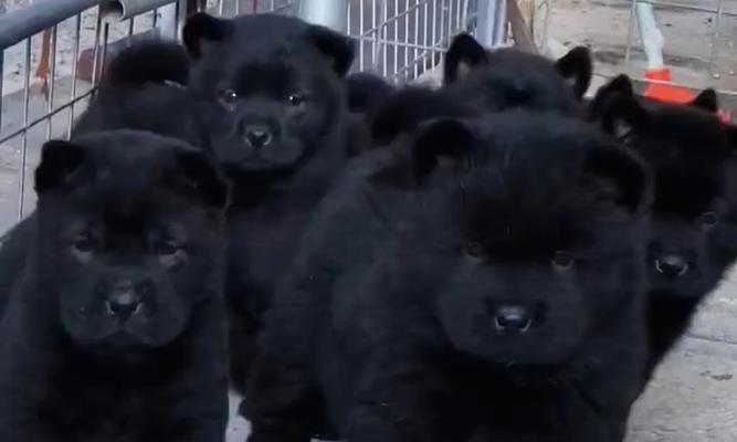 黑狗的特殊之处（为什么黑狗不能送人？纯黑色与其他颜色狗的区别大吗？）
