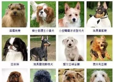 小型宠物品种推荐（适合小空间生活的可爱小伙伴）